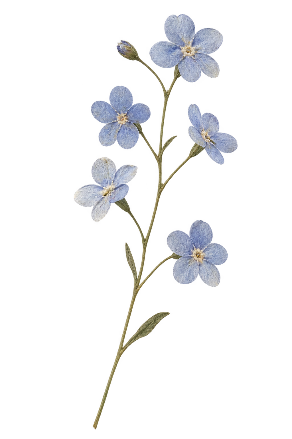 A delicate forget-me-not sprig, symbolizing lasting remembrance